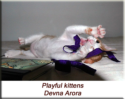 Devna Arora - Playful kittens